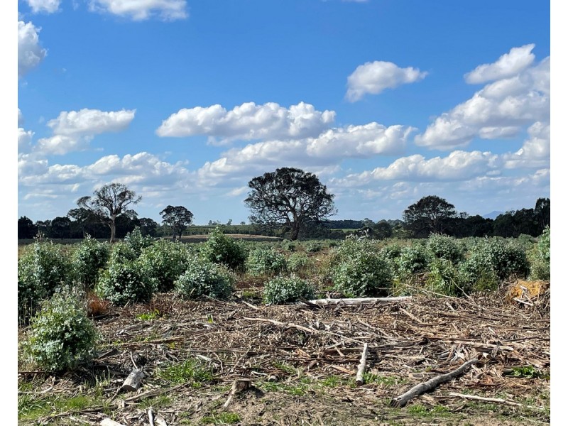 44 Gray Street, Hamilton VIC 3300