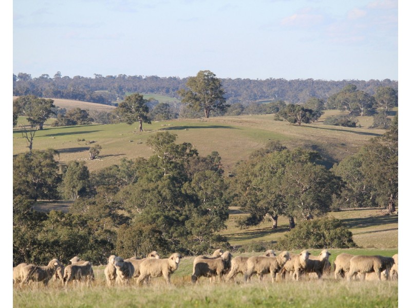 4970 Coleraine Edenhope Road, Harrow VIC 3317