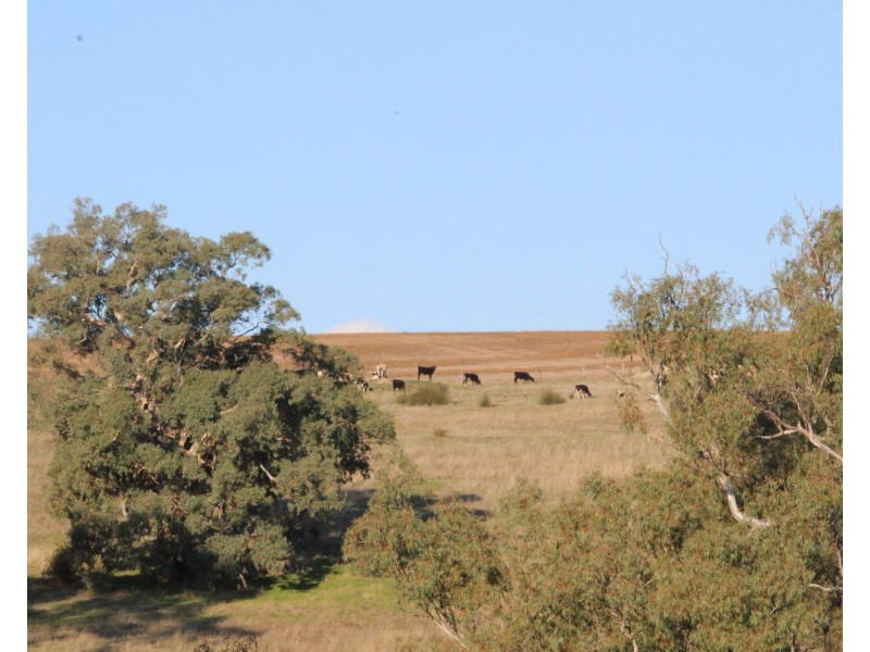 4970 Coleraine Edenhope Road, Harrow VIC 3317