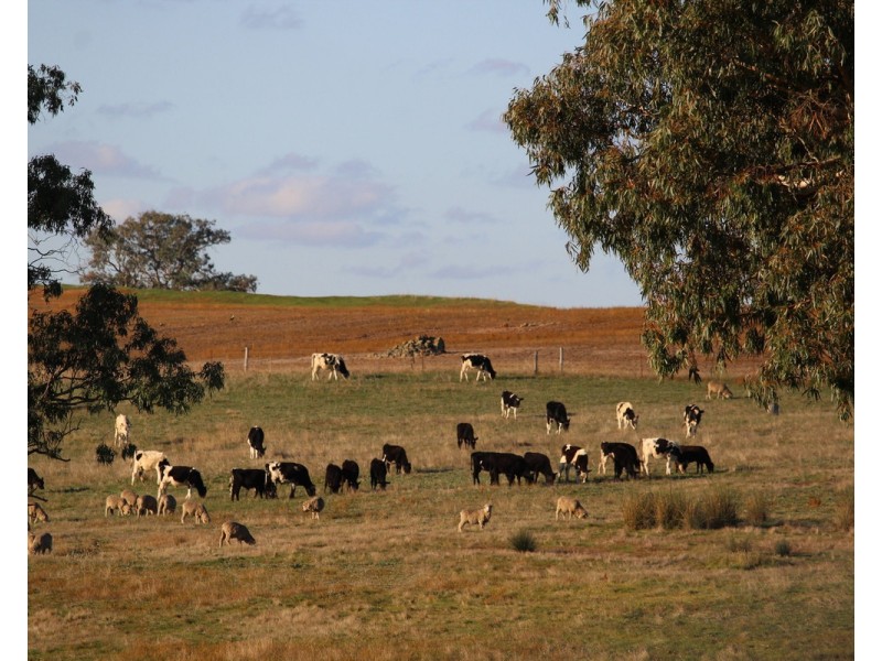 4970 Coleraine Edenhope Road, Harrow VIC 3317