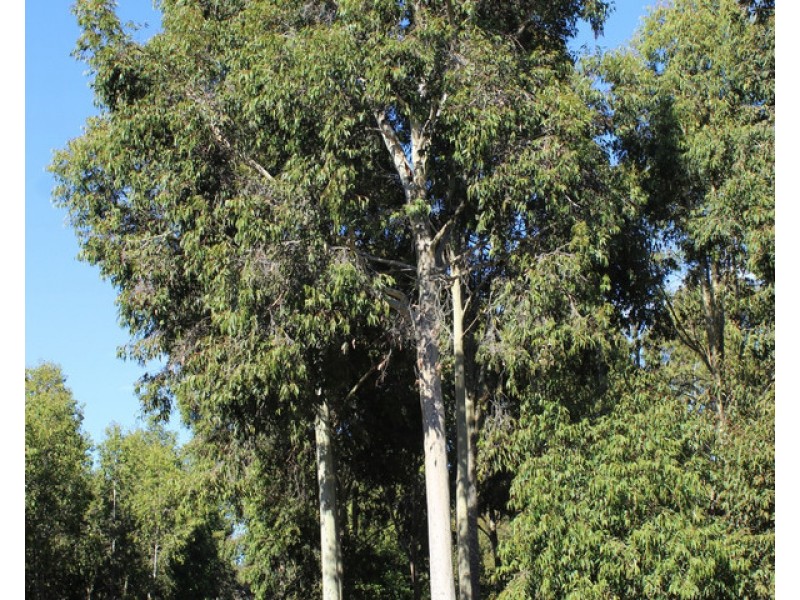 Smiths Road, Balmoral VIC 3407