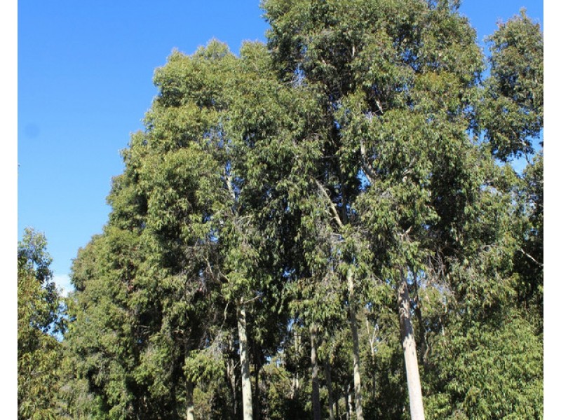 Smiths Road, Balmoral VIC 3407