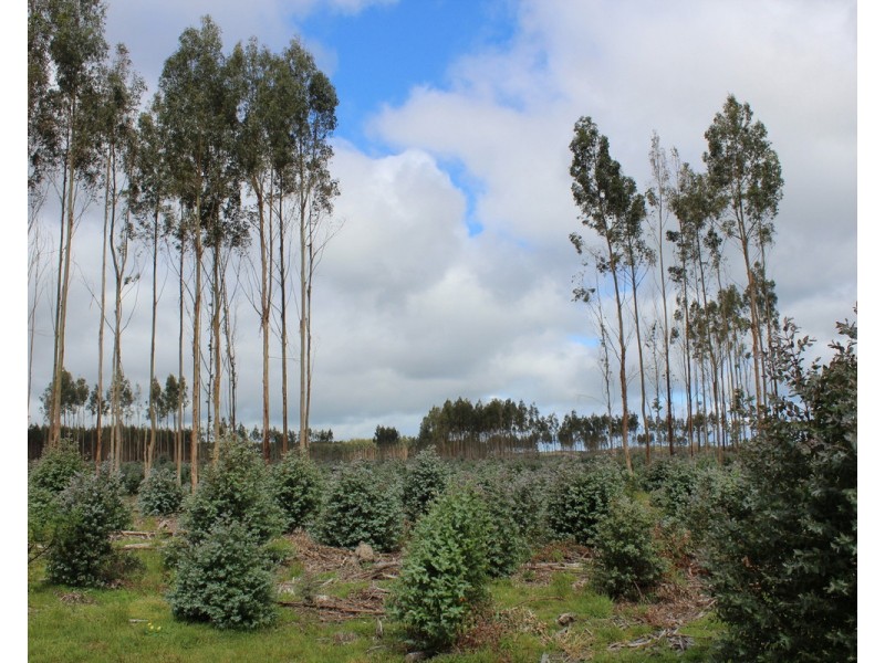 44A Gray Street, Hamilton VIC 3300