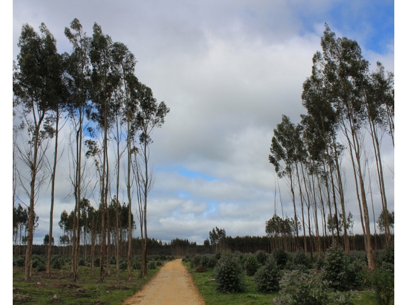 44A Gray Street, Hamilton VIC 3300