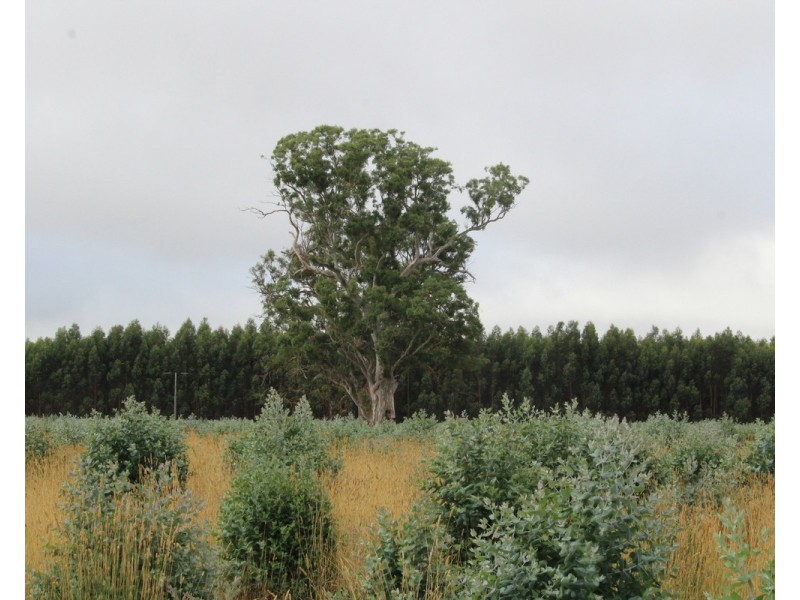 McCutcheons Road, Cavendish VIC 3314