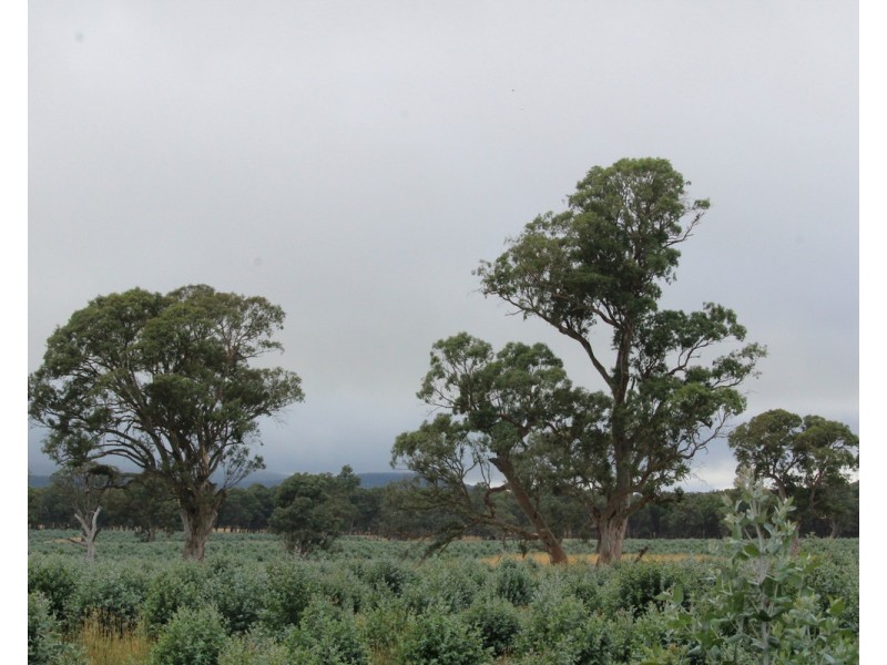 McCutcheons Road, Cavendish VIC 3314