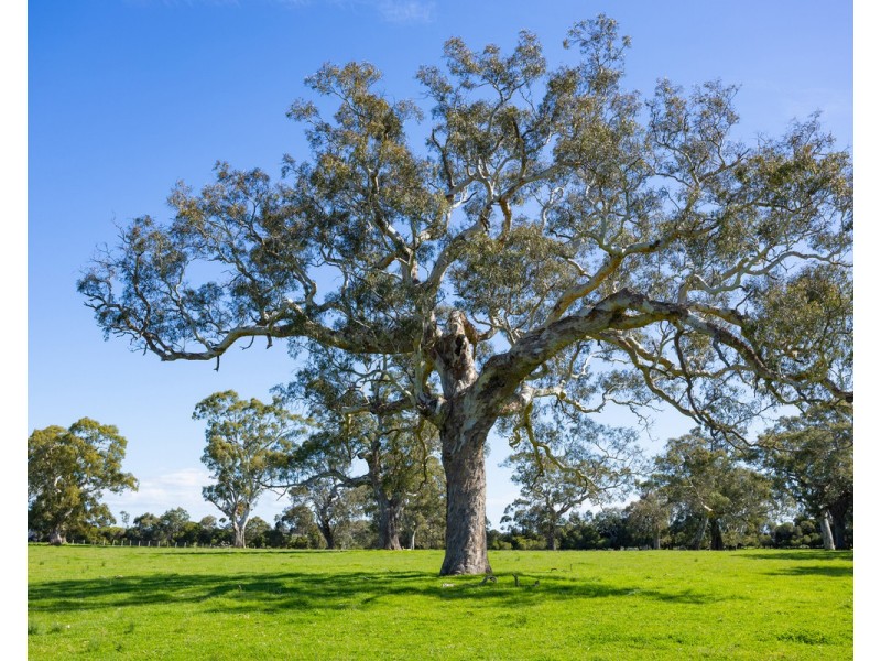 79 Calton Hill Road, Gritjurk VIC 3315