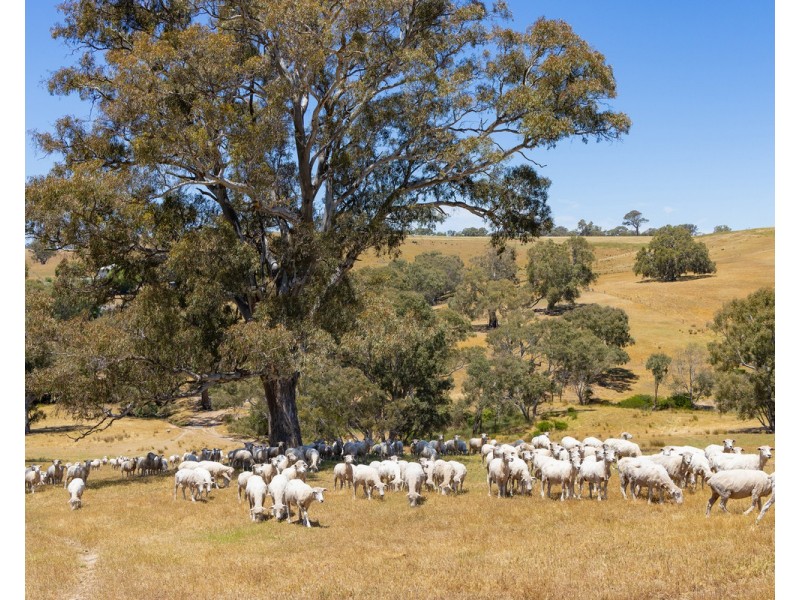 219 Gibsons Road, Tarrayoukyan VIC 3315