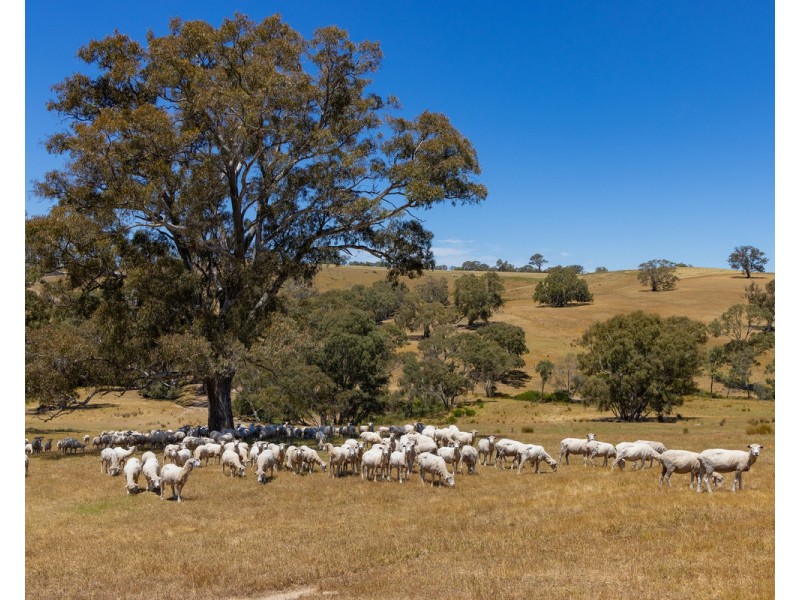 219 Gibsons Road, Tarrayoukyan VIC 3315