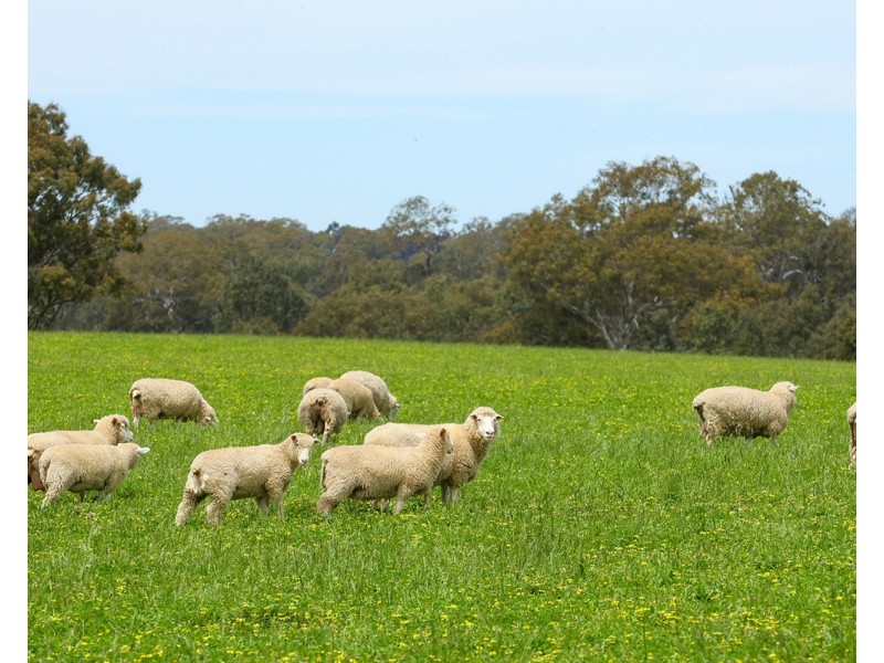 Mount Cavendish Road, Cavendish VIC 3314