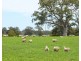 Mount Cavendish Road, Cavendish VIC 3314