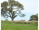 Mount Cavendish Road, Cavendish VIC 3314