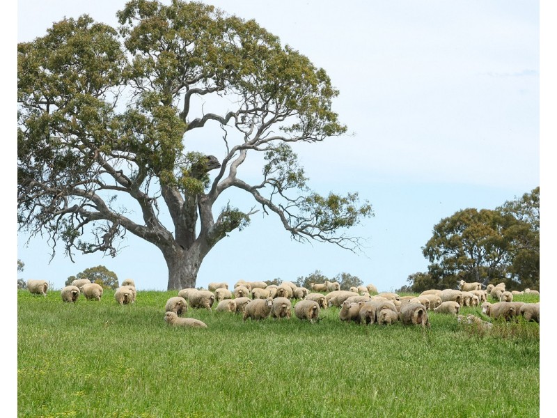 Mount Cavendish Road, Cavendish VIC 3314