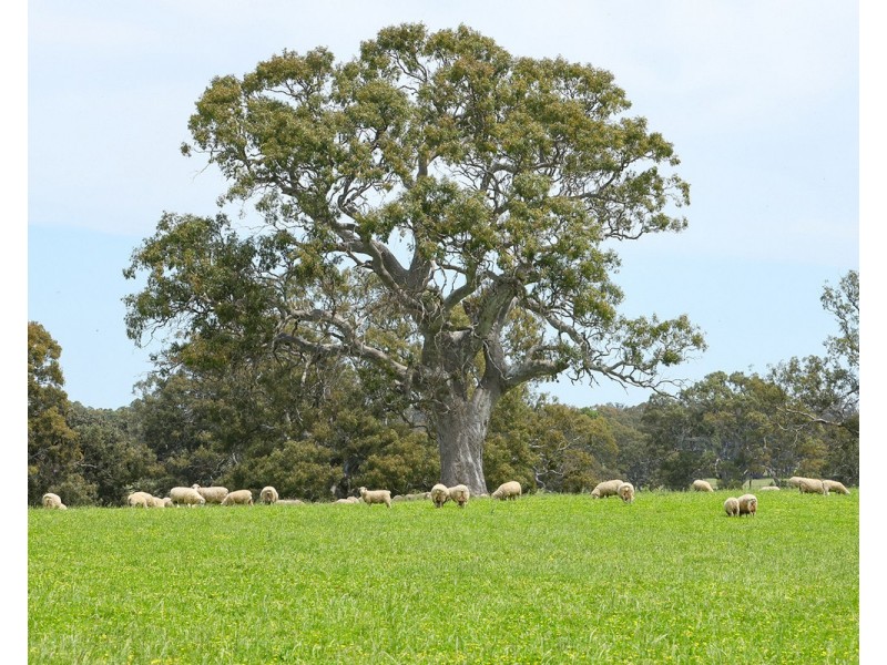 Mount Cavendish Road, Cavendish VIC 3314