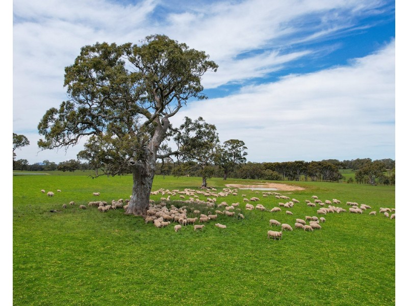 Mount Cavendish Road, Cavendish VIC 3314