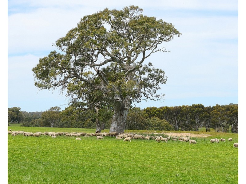 Mount Cavendish Road, Cavendish VIC 3314
