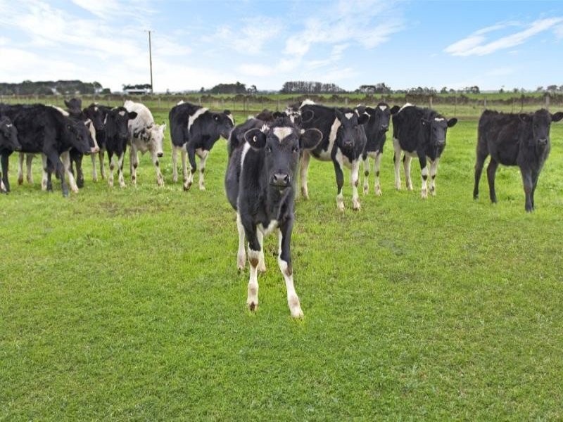 90 Podgers Lane, Kolora VIC 3265