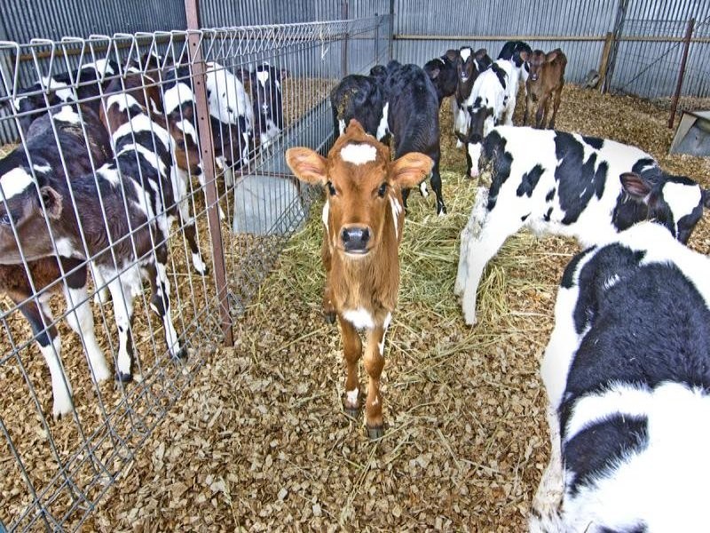 90 Podgers Lane, Kolora VIC 3265