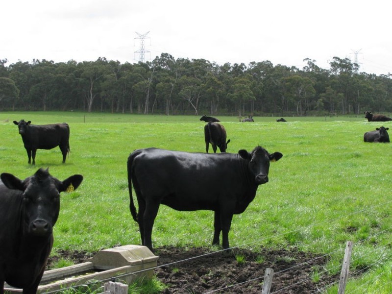 400 Old Mill Road, Tyrendarra East VIC 3285