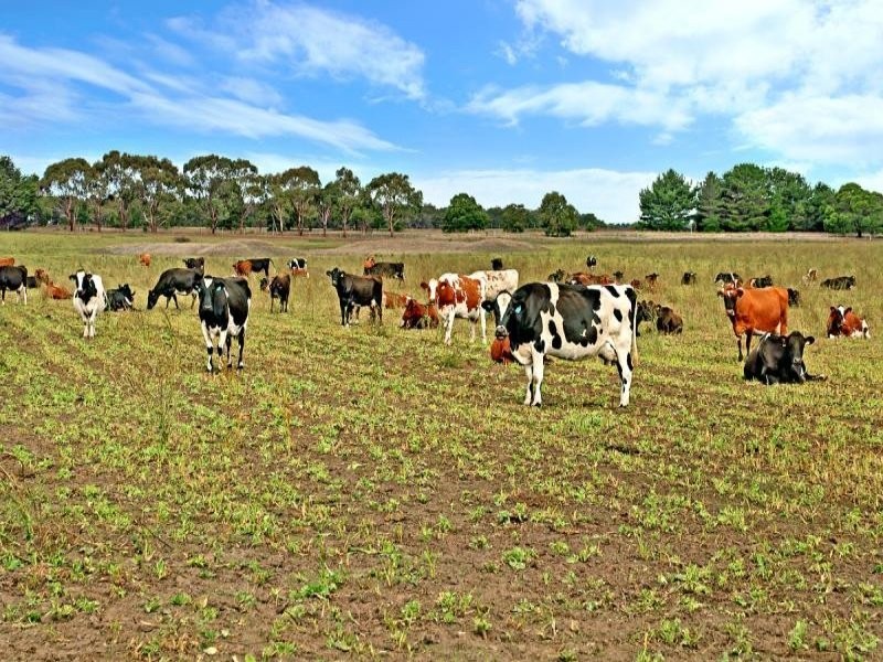 1347 Branxholme – Byaduk Road, Byaduk North VIC 3300