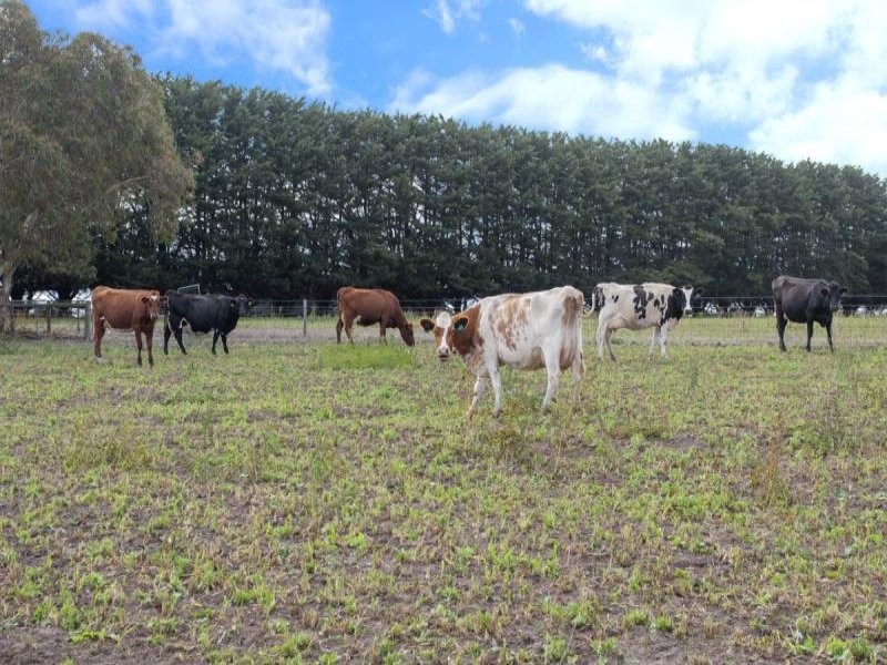 1347 Branxholme – Byaduk Road, Byaduk North VIC 3300