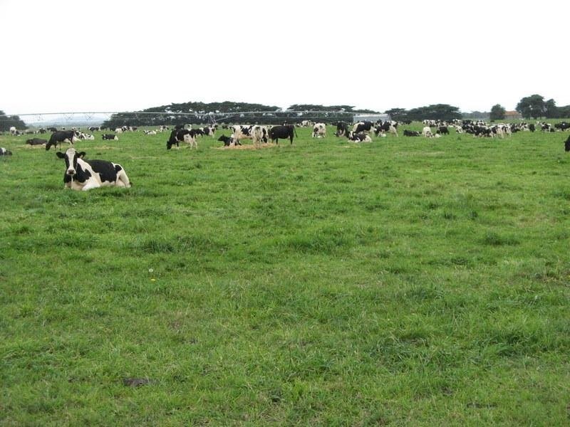 666 Dixons Road, Kongorong SA 5291