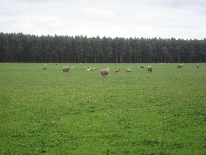 100 Cemetery Road, Condah VIC 3303