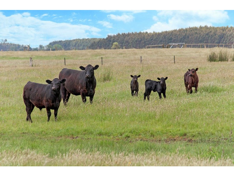 967 Portland Road, Bessiebelle VIC 3304