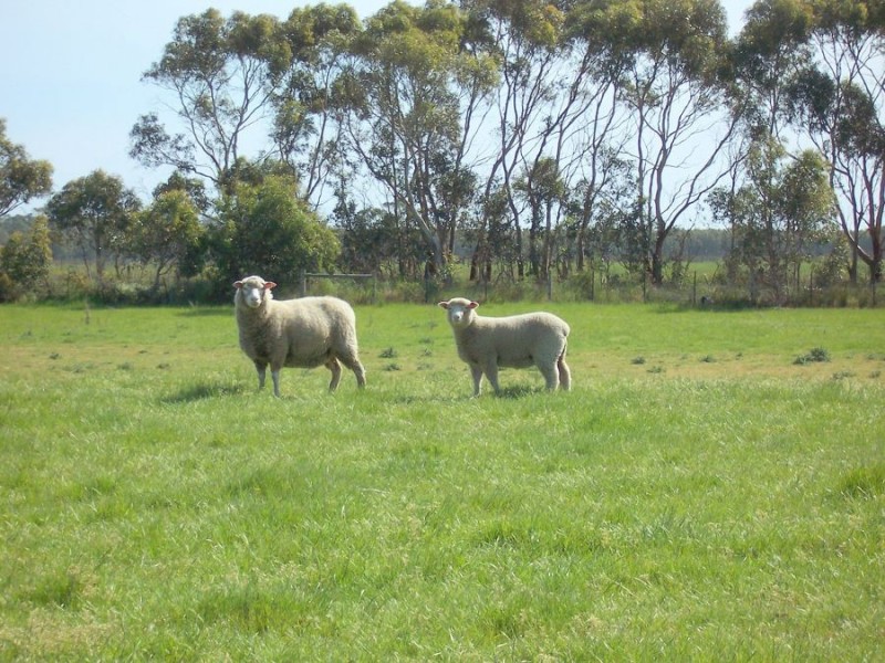 683 Henshaws Road, St Helens VIC 3285