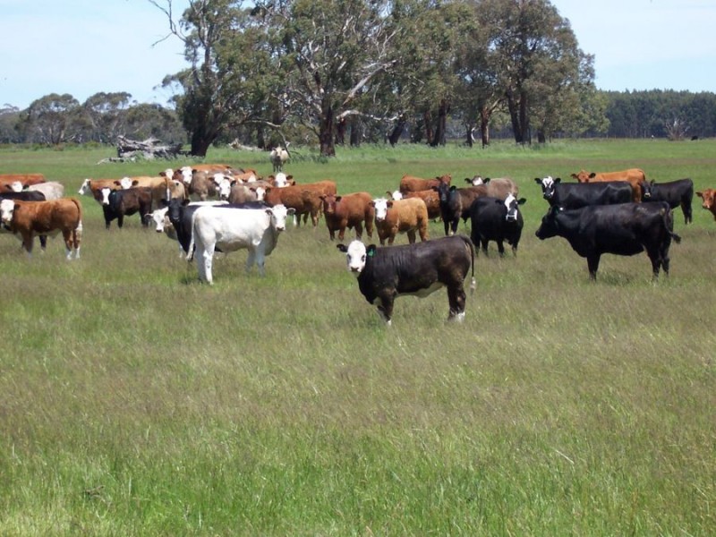 683 Henshaws Road, St Helens VIC 3285