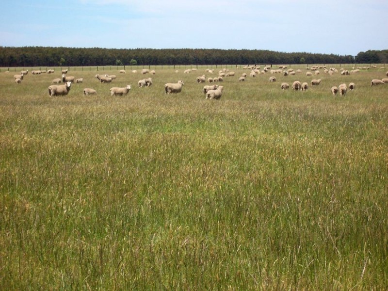 683 Henshaws Road, St Helens VIC 3285