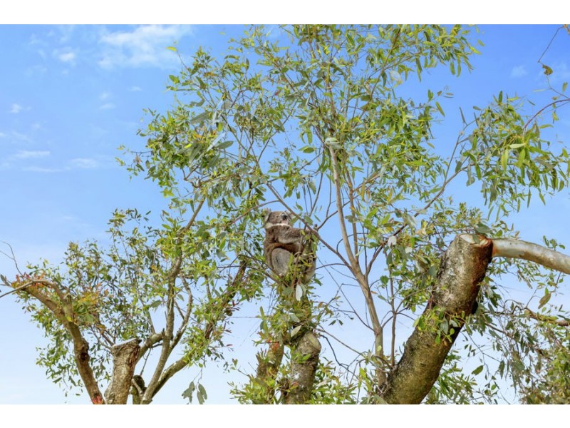 1240 Ellerslie-Panmure Road, Framlingham VIC 3265