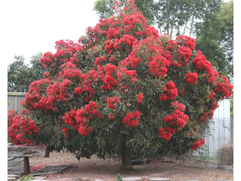 Pearsondale Vic, Pearsondale VIC 3851