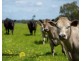 236 Rosedale-Flynns Creek Road, Rosedale VIC 3847