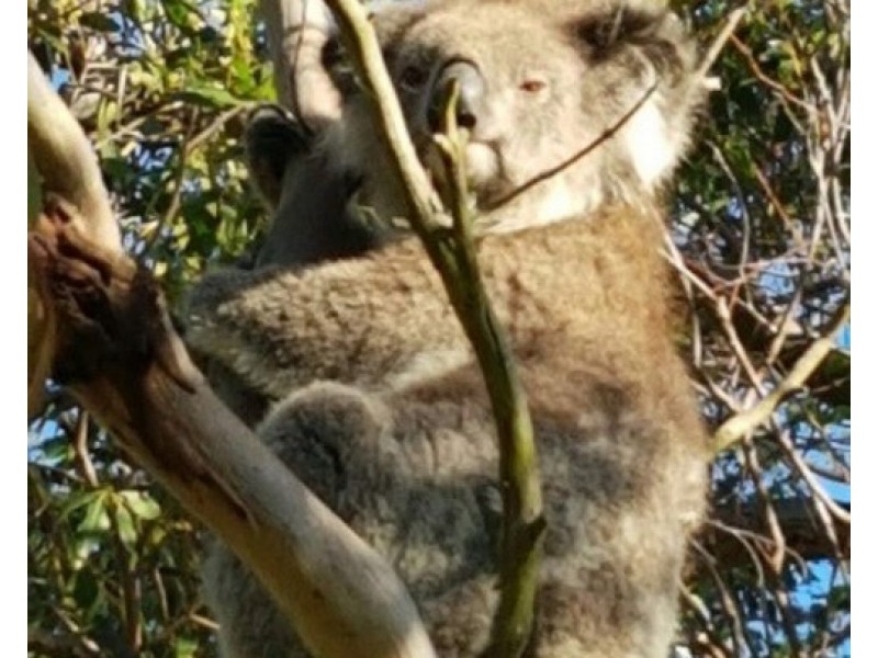 100 Gerrand Drive, Longford VIC 3851