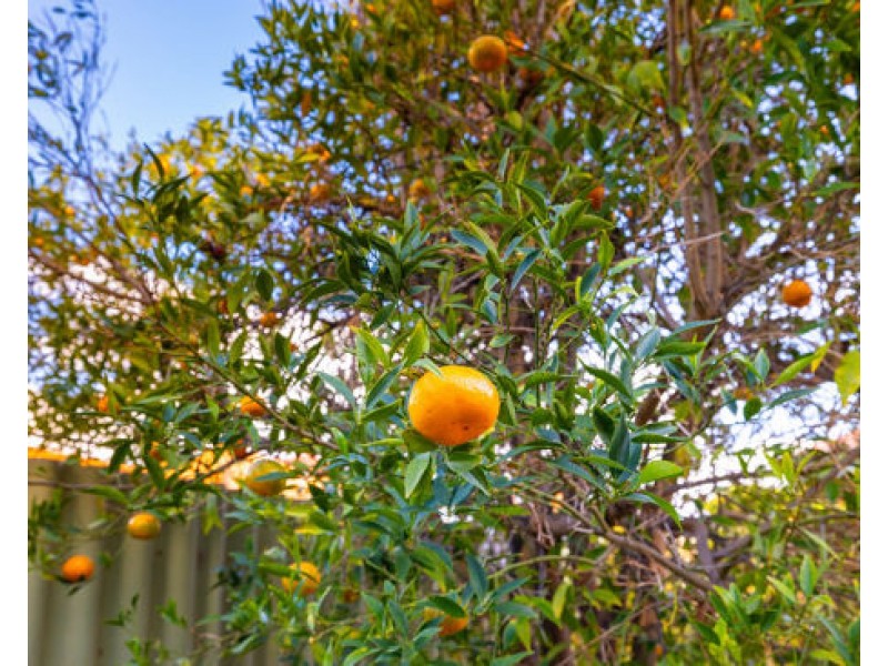 12B Lambert Street, Alfred Cove WA 6154