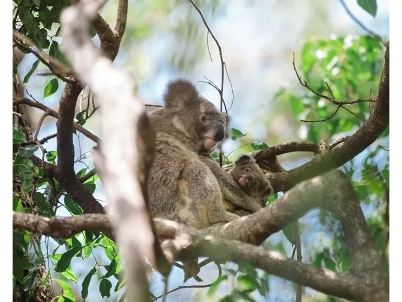 40 Pindari Avenue, Burleigh Heads QLD 4220