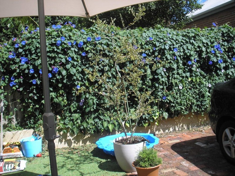 100 Broome Street, Highgate WA 6003