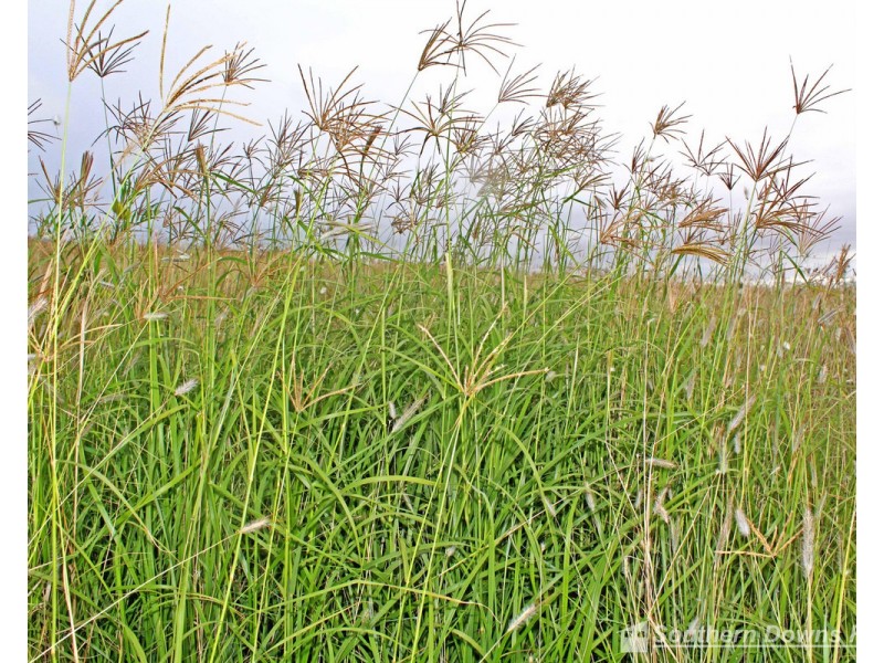 9 CNR Lipps Road & Top Swanfels Road, Swanfels QLD 4371