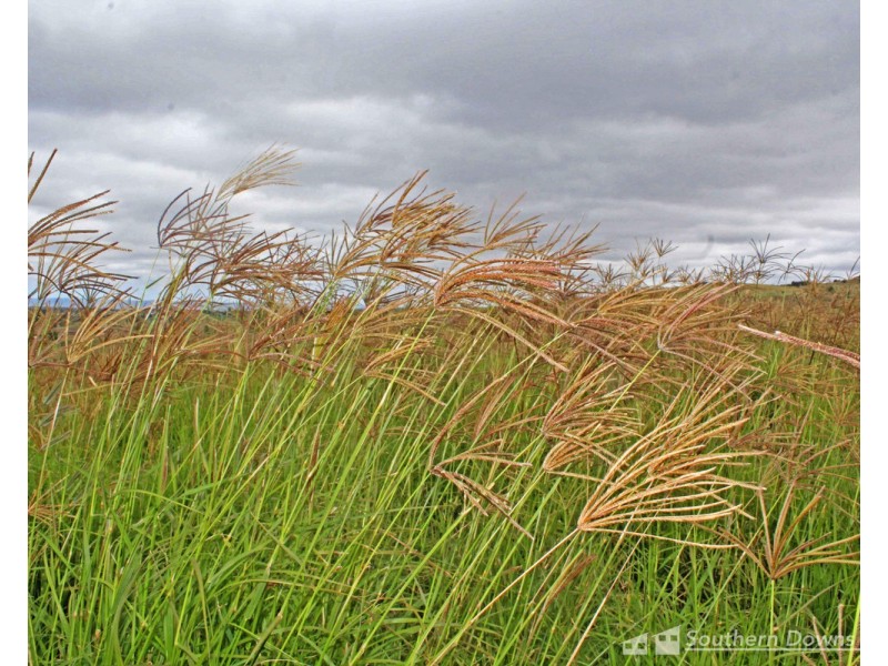 400/237 Swanfels Road, Yangan QLD 4371