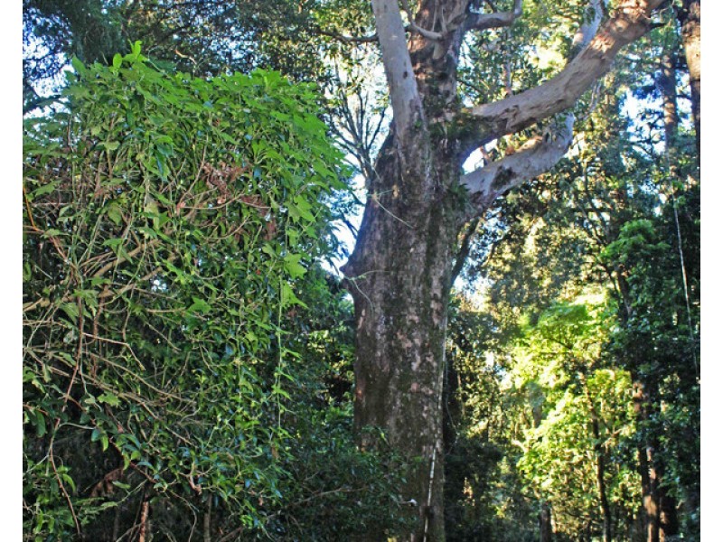 1&3 Spring Creek Road “The Head”, Killarney QLD 4373