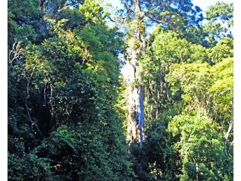 1&3 Spring Creek Road “The Head”, Killarney QLD 4373