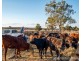 29 Dalrymple Creek Road, Talgai QLD 4362