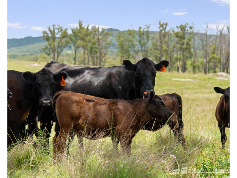 98 Kerrick Road, Dalveen QLD 4374