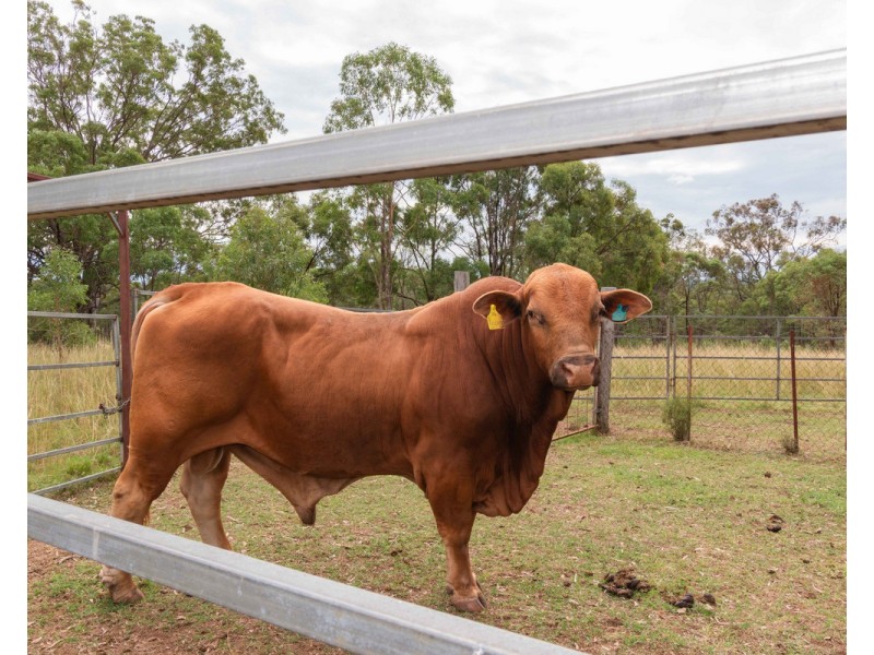 517 Blakes Road, Silverwood QLD 4370