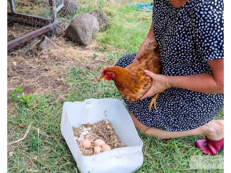 272 Denmark Lane, Emu Vale QLD 4371