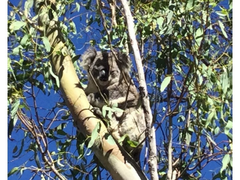 67 Schoch Road, Rosenthal Heights QLD 4370