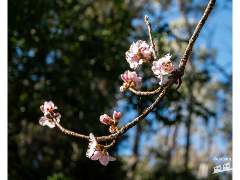 167 Dollar Bill Drive, Swanfels QLD 4371