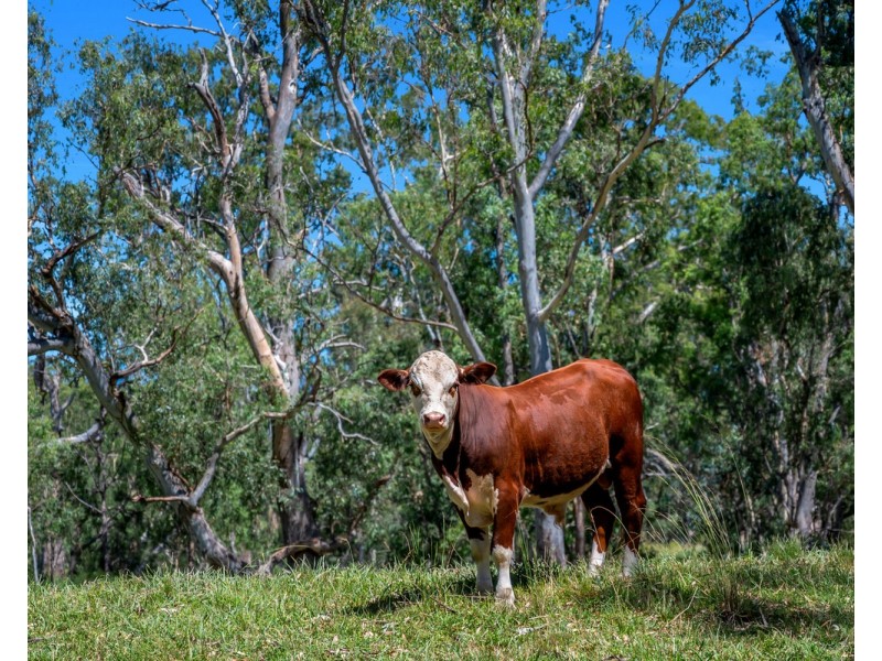 2297 Leyburn Cunningham Road, Pratten QLD 4370