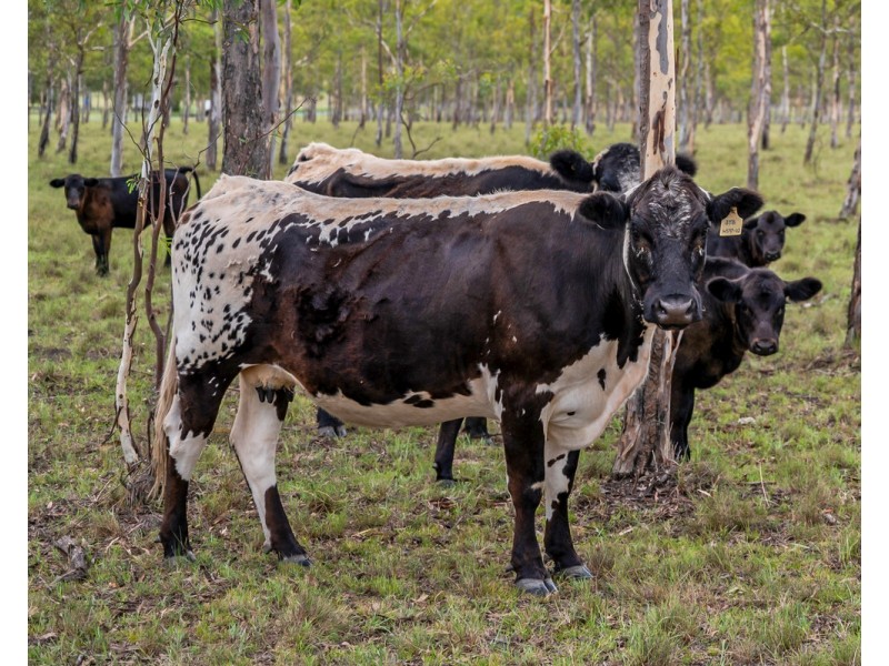 1115 Warwick Yangan Road, Swan Creek QLD 4370